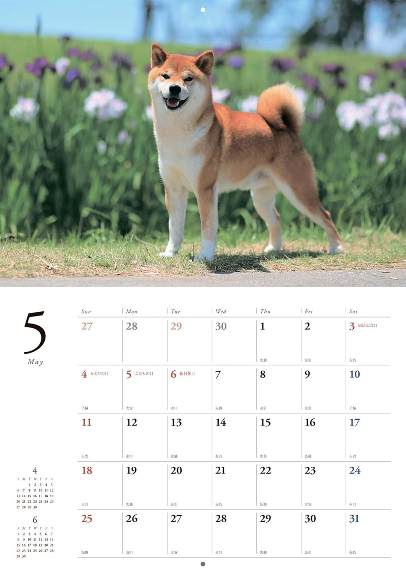 Japanese Shiba Inu Calendar 2025 (Wall Calendar)