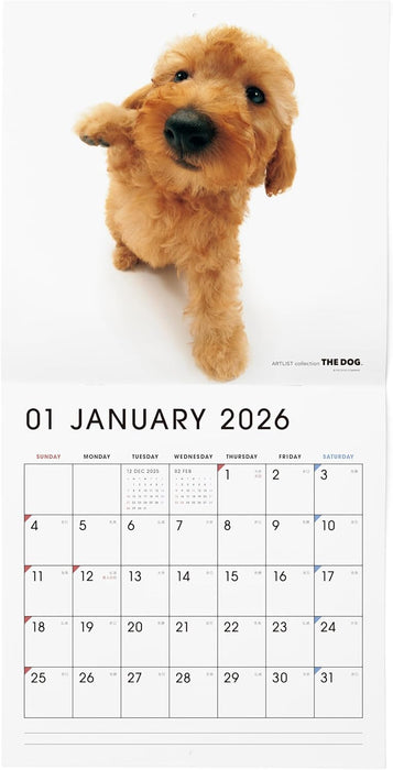 THE DOG 2026 Wall Calendar Large Size [Poodle]