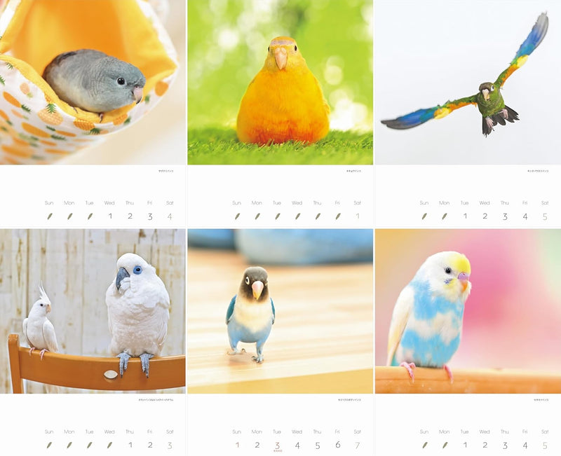 2026 Kawainko Calendar Parrots and Small Birds Calendar (Monthly/Wall Calendar) (Yama-Kei Calendar 2026)