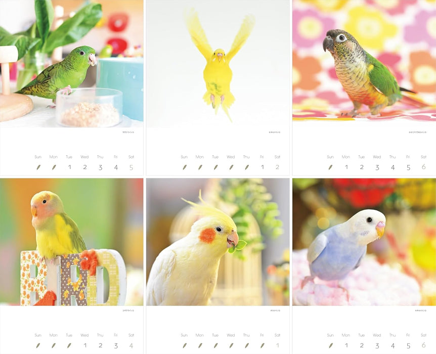 2025 Kawainko Calendar Parrots and Small Birds Calendar (Monthly/Wall Calendar) (Yama-kei Calendar 2025)