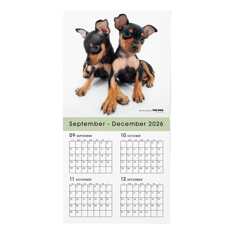 THE DOG 2027 Wall Calendar Large Size [Miniature Pinscher]
