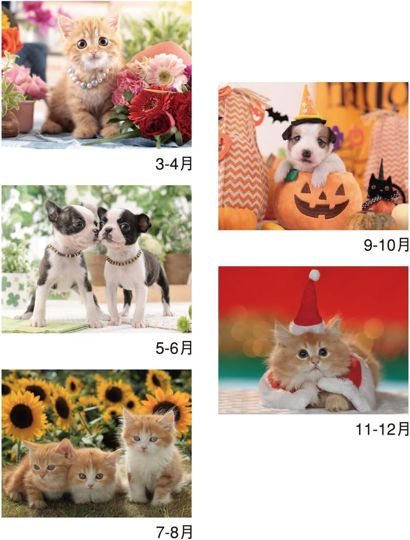 New Japan Calendar 2025 Wall Calendar Charming mate NK49