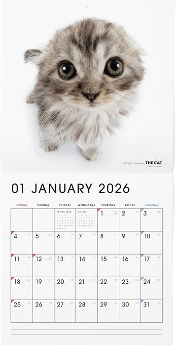 THE CAT 2026 Wall Calendar Large Size [Scottish Fold]
