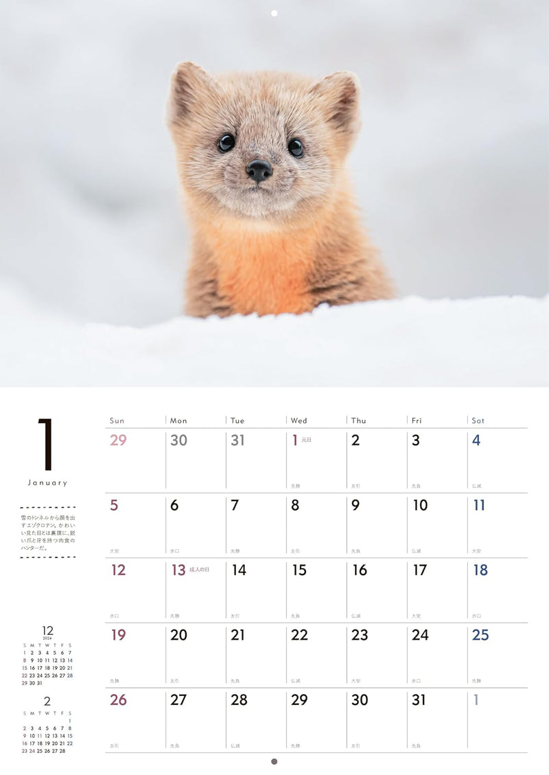 Adorable Wildlife of the Northern Forest Calendar 2025 (Wall Calendar)