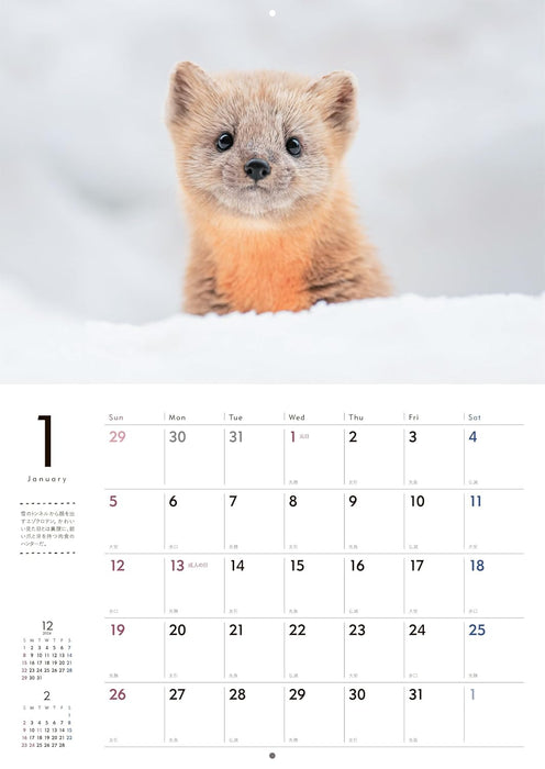 Adorable Wildlife of the Northern Forest Calendar 2025 (Wall Calendar)