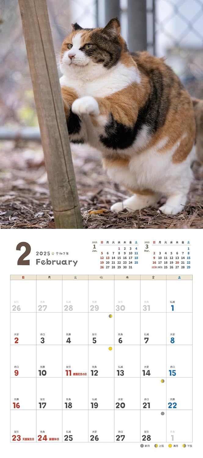 Carefree Cat Calendar 2025