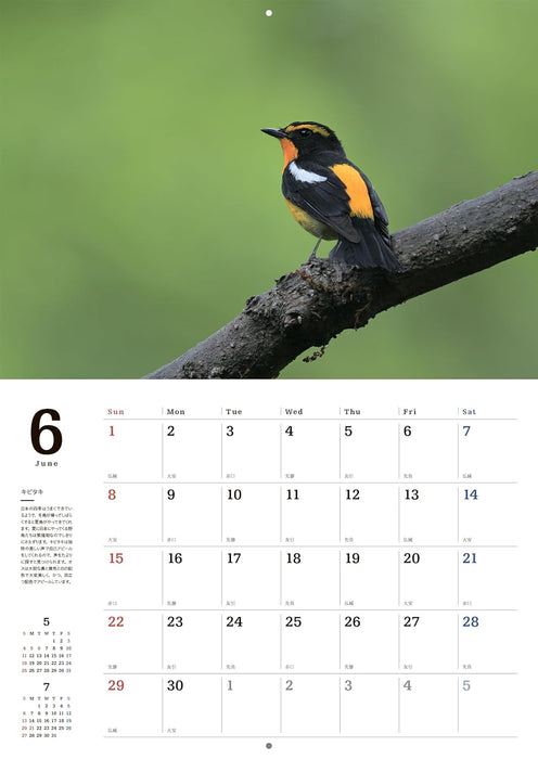 Common Wild Birds Calendar 2025 (Wall Hanging)