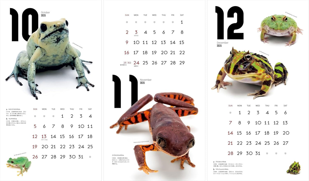 Calendar 2025 FROGS! (Monthly/Wall Calendar) (Yama-kei Calendar 2025)