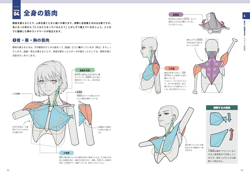 Mastering Character Sketches with a Touch of Human Anatomy