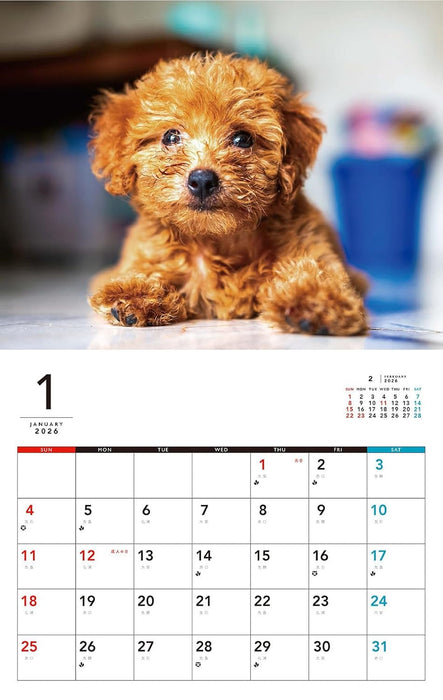 I LOVE Poodle Calendar 2026(Monthly/Wall Calendar)