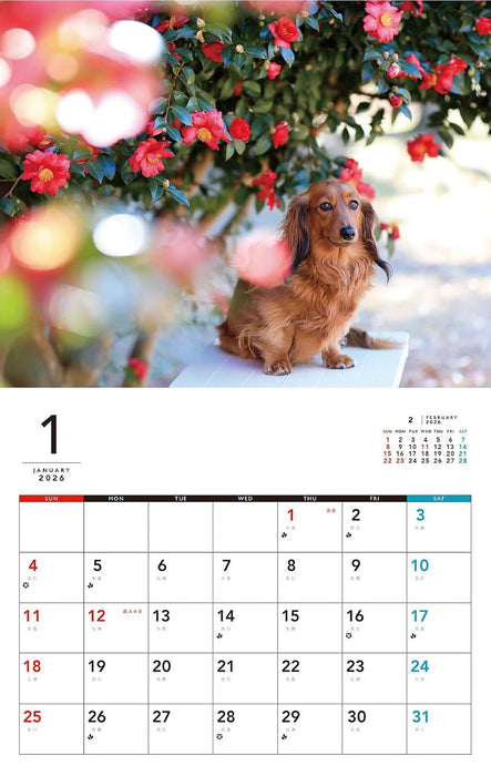 I LOVE Dachshund Calendar 2026 (Monthly/Wall Calendar)