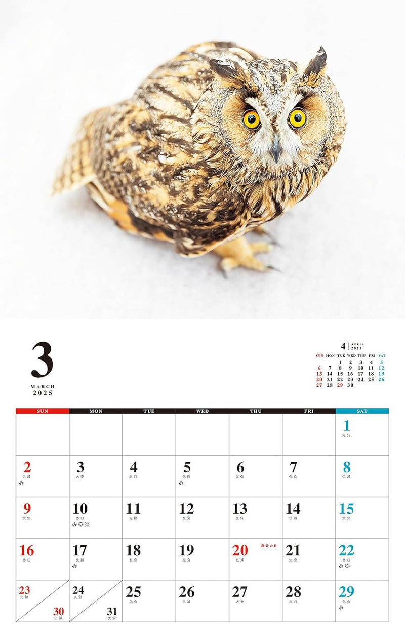 OWL Calendar 2025 (Monthly/Wall Calendar)