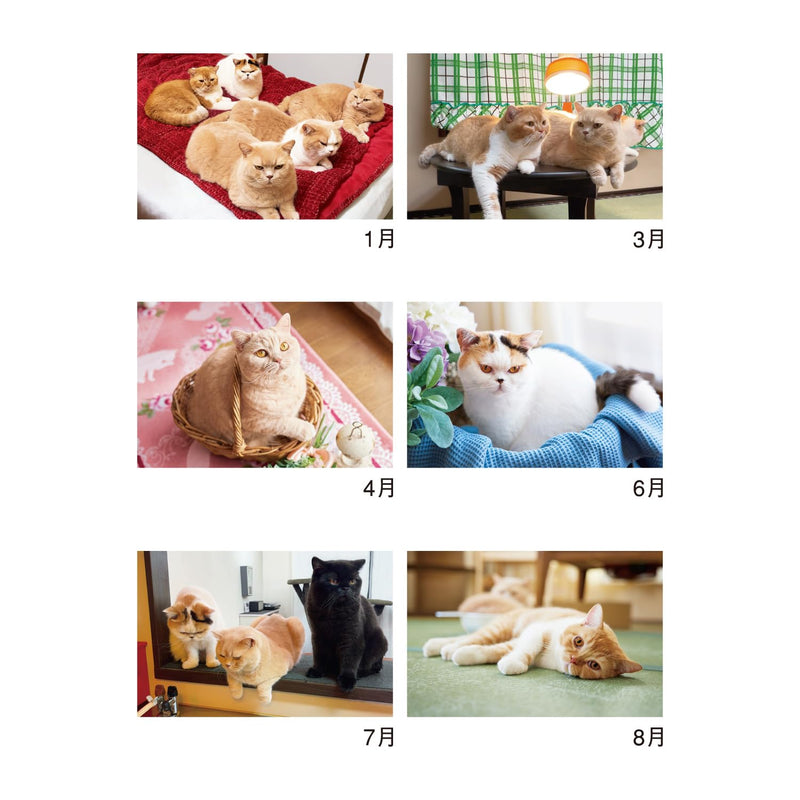 New Japan Calendar 2027 Wall Calendar Life with Cats Mikan to Jirousan Chi NK33