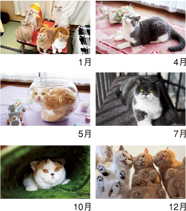 New Japan Calendar 2025 Desk Calendar Life with Cats Mikan to Jirousan Chi NK8527