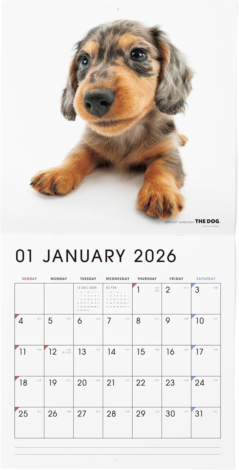 THE DOG 2026 Wall Calendar Large Size [Dachshund]
