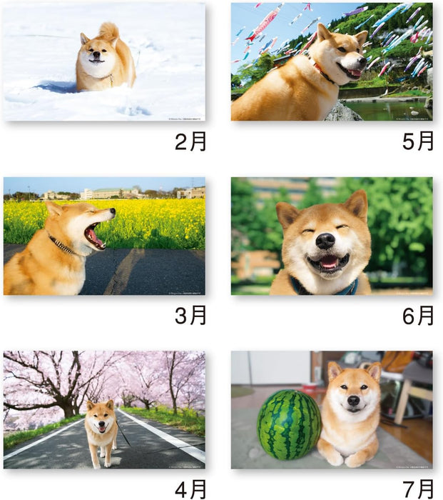 New Japan Calendar 2026 Desk Calendar Walk with Shiba Inu Maru NK8529
