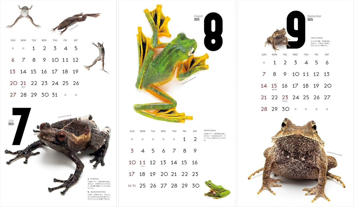 Calendar 2025 FROGS! (Monthly/Wall Calendar) (Yama-kei Calendar 2025)