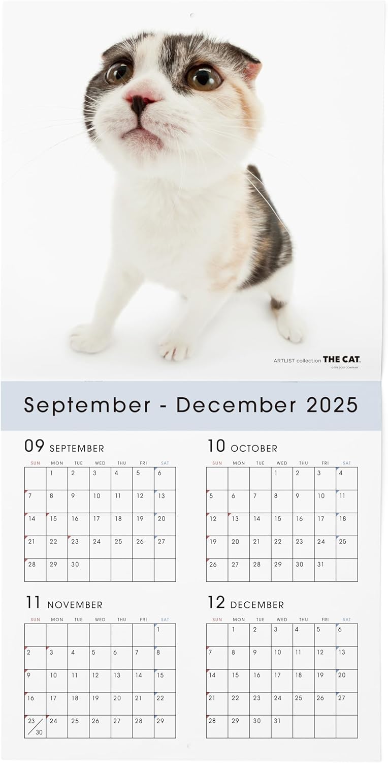 THE CAT 2026 Wall Calendar Large Size [Scottish Fold]