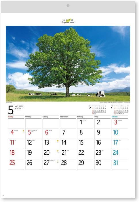 New Japan Calendar 2025 Wall Calendar Forever Japan NK142 610x425mm