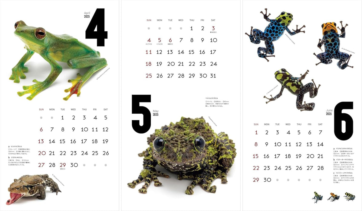 Calendar 2025 FROGS! (Monthly/Wall Calendar) (Yama-kei Calendar 2025)