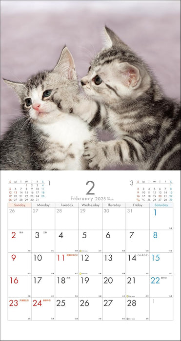 2025 Kitten Wall Calendar