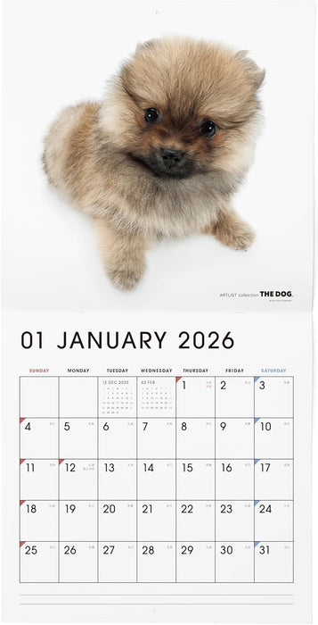 THE DOG 2026 Wall Calendar Large Size [Pomeranian]