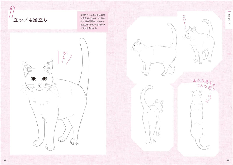 Cat Illustration Pose Collection