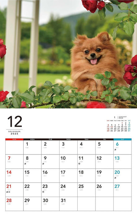 I LOVE Pomeranian Calendar 2026 (Monthly/Wall Calendar)