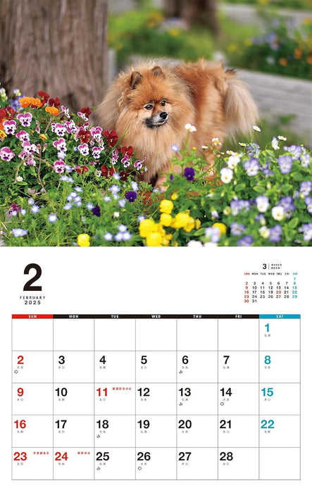 I LOVE Pomeranian Calendar 2025 (Monthly/Wall Calendar)