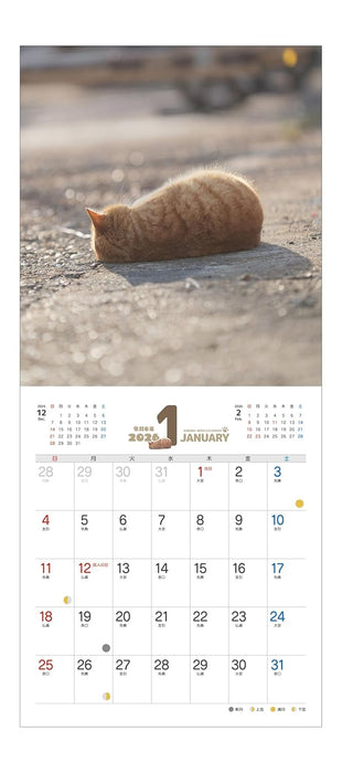 Carefree Cat Calendar 2026