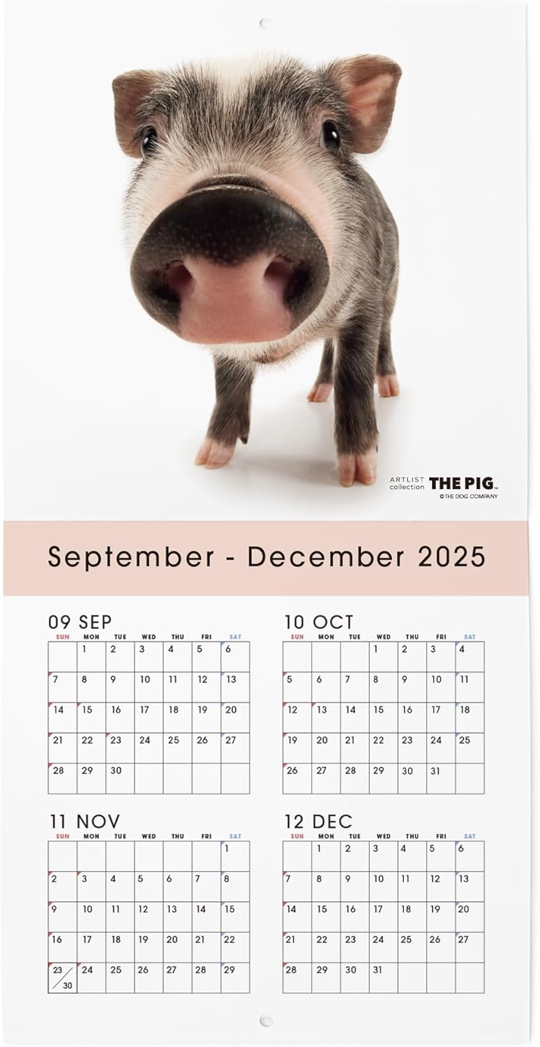 THE PIG 2026 Wall Calendar Mini Size [Pig]