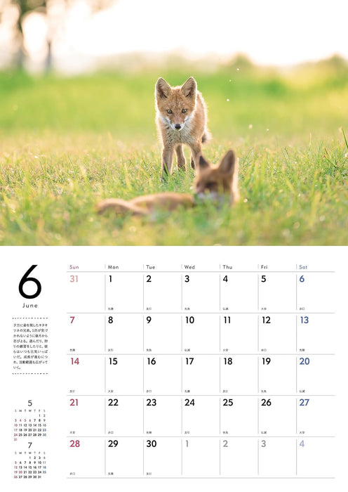 Adorable Wildlife of the Northern Forest Calendar 2026 (Wall Calendar)