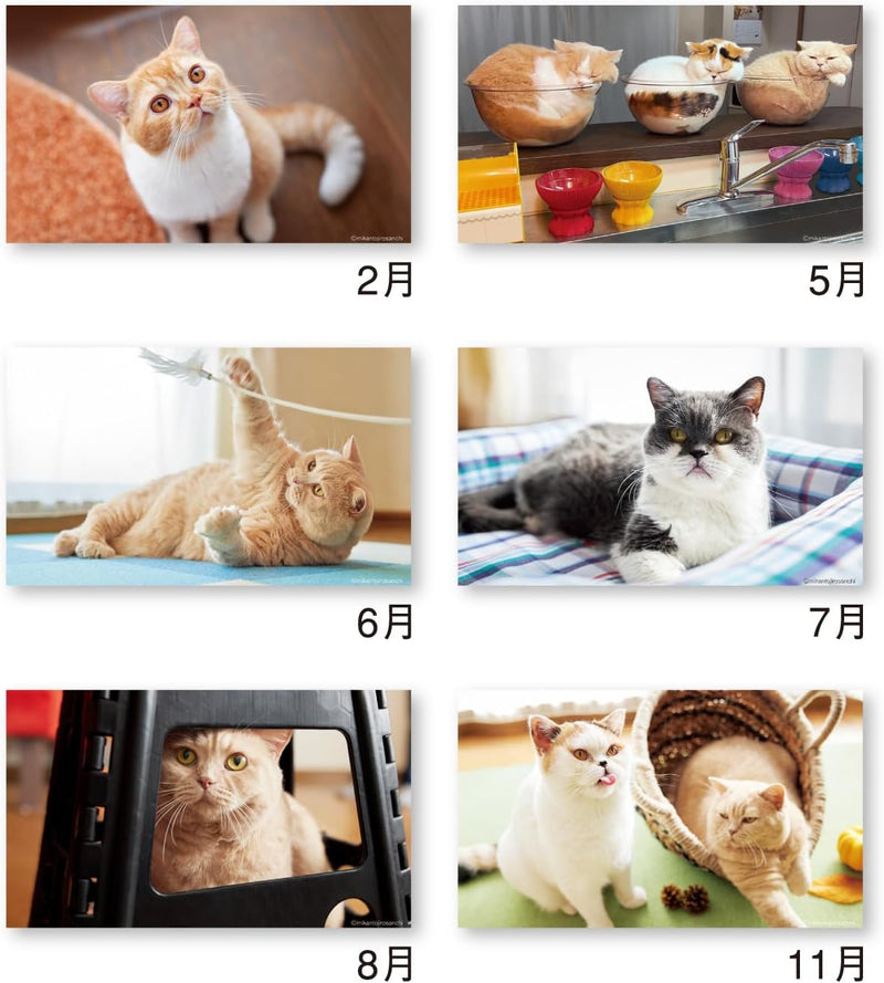 New Japan Calendar 2026 Desk Calendar Life with Cats Mikan to Jirousan Chi NK8527