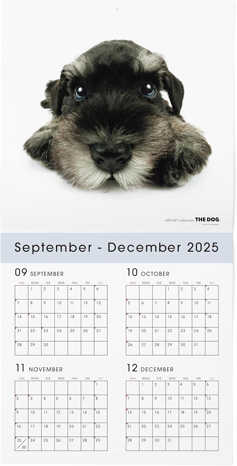 THE DOG 2026 Wall Calendar Large Size [Miniature Schnauzer]