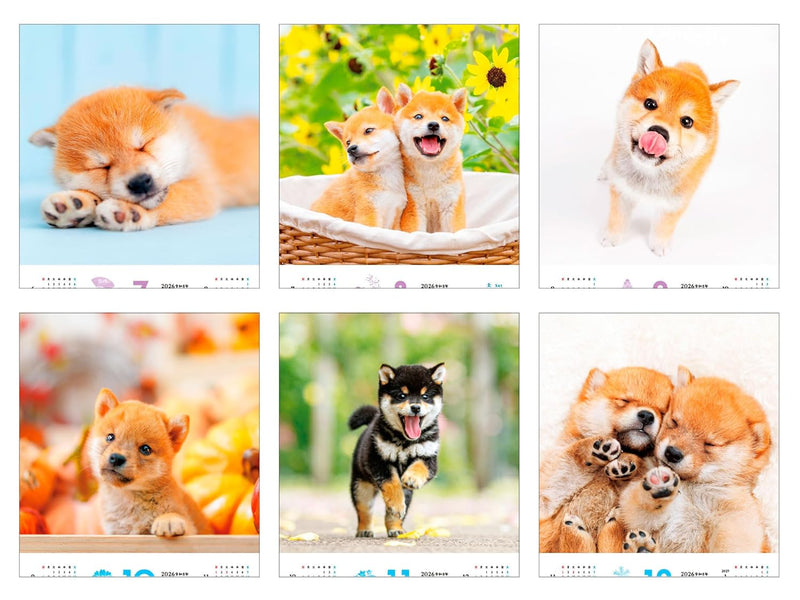Calendar 2026 Fukufuku Shibainu (Monthly/Wall Calendar) (Impress Calendar 2026)
