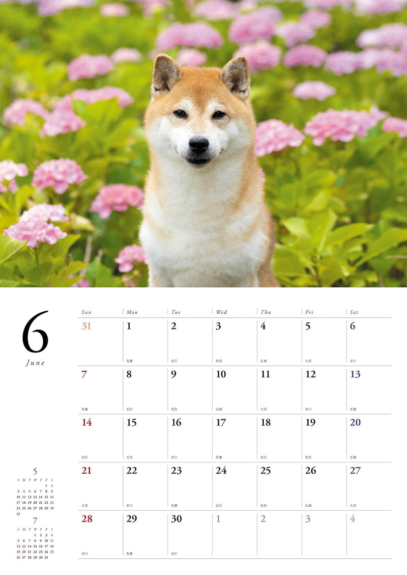 Japanese Shiba Inu Calendar 2026 (Wall Calendar)