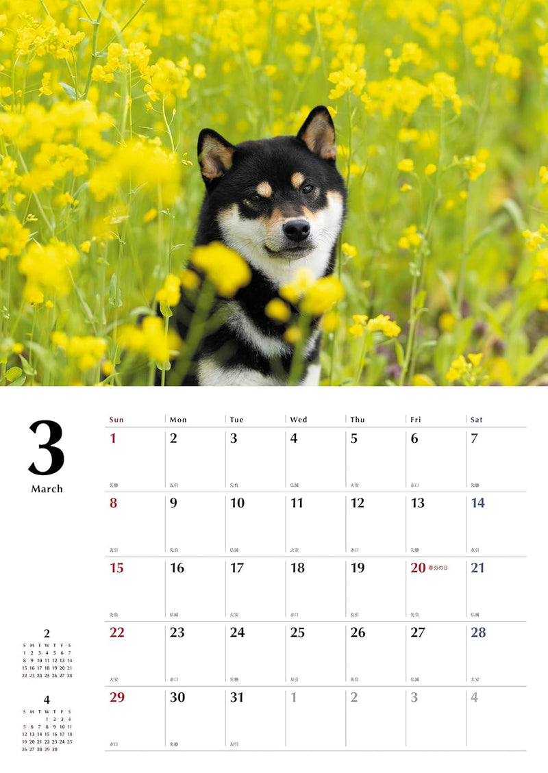 Black Shiba Inu Calendar 2026 (Wall Calendar)