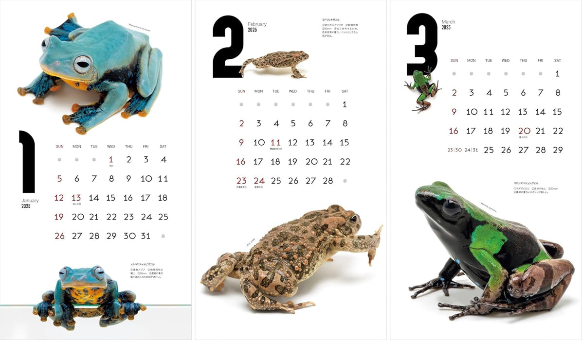 Calendar 2025 FROGS! (Monthly/Wall Calendar) (Yama-kei Calendar 2025)