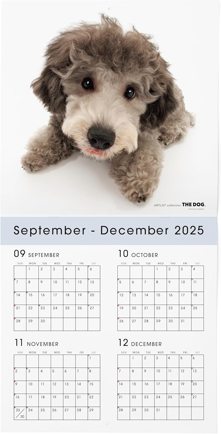 THE DOG 2026 Wall Calendar Large Size [Poodle]