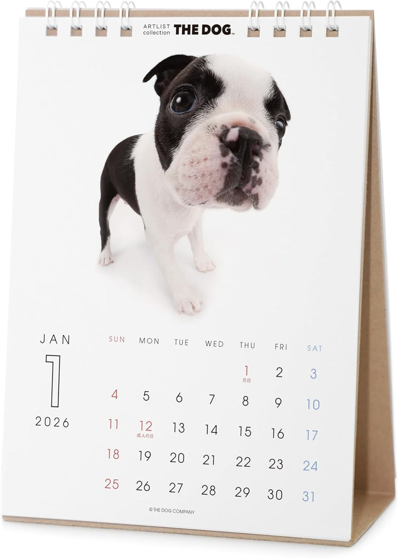 THE DOG 2026 Desk Calendar [Boston Terrier]