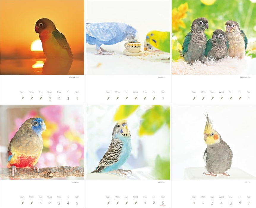 2025 Kawainko Calendar Parrots and Small Birds Calendar (Monthly/Wall Calendar) (Yama-kei Calendar 2025)