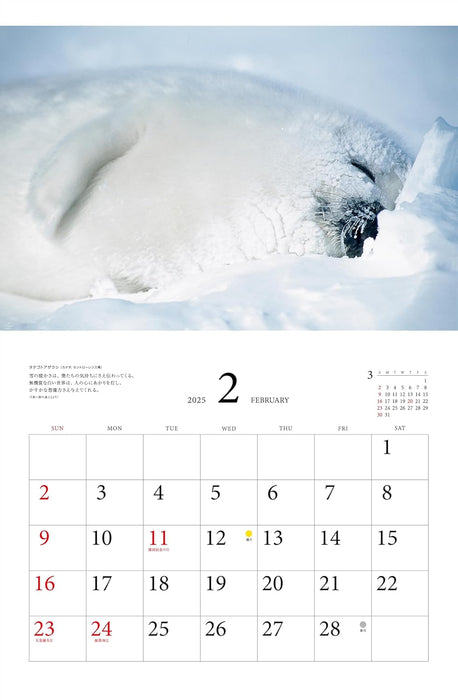 Calendar 2025 The best of Michio Hoshino, Creatures of the Arctic (Monthly/Wall Calendar) (Yama-kei Calendar 2025)