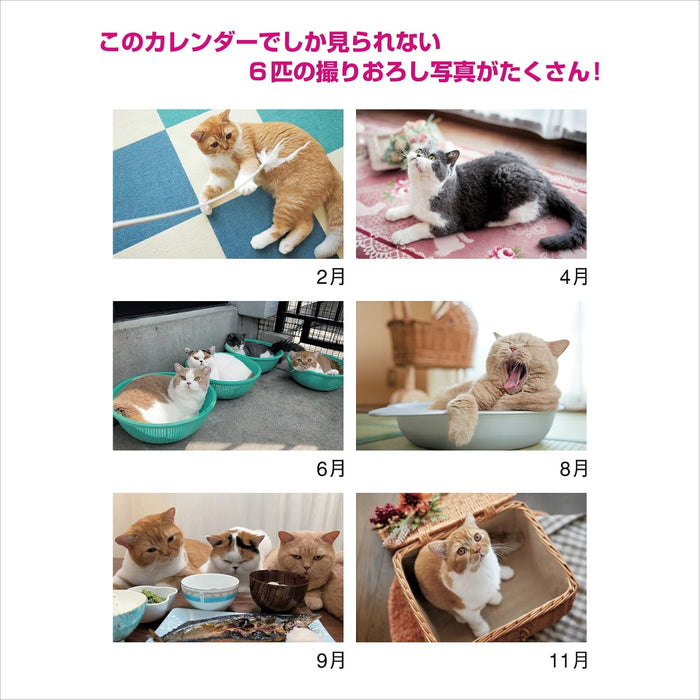 New Japan Calendar 2025 Wall Calendar Life with Cats Mikan to Jirousan Chi NK33