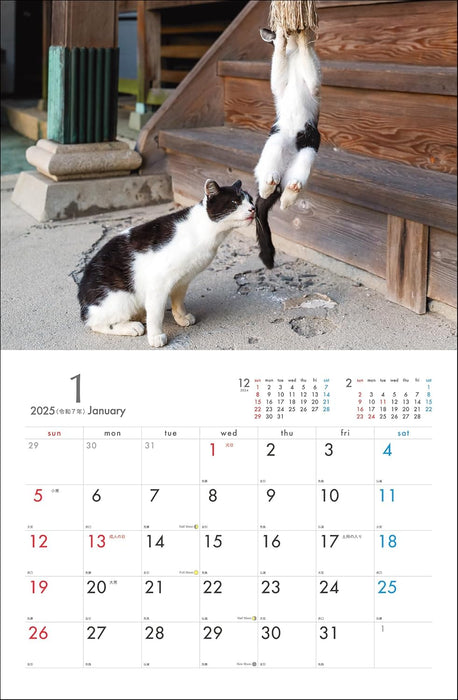 2025 Masayuki Oki Playful and Free-Spirited Island Cat Calendar