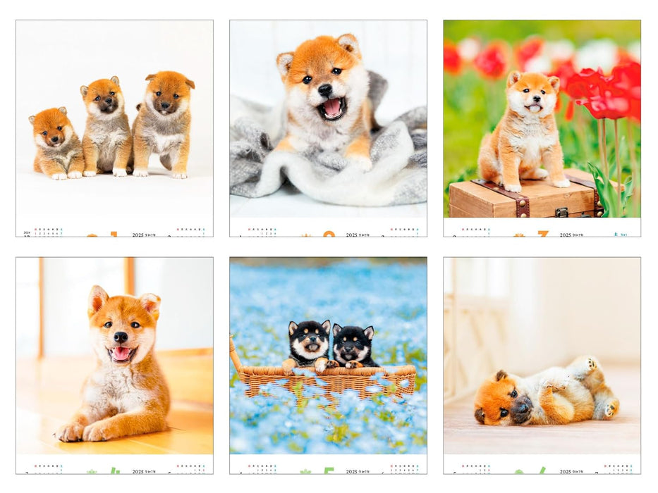 Calendar 2025 Fukufuku Shibainu (Monthly/Wall Calendar) (Impress Calendar 2025)