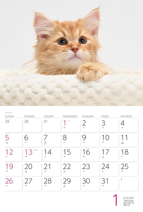 Calendar 2025 Cats (Monthly/Wall Ring Calendar) (Yama-kei Calendar 2025)