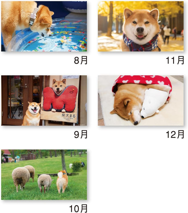 New Japan Calendar 2026 Desk Calendar Walk with Shiba Inu Maru NK8529