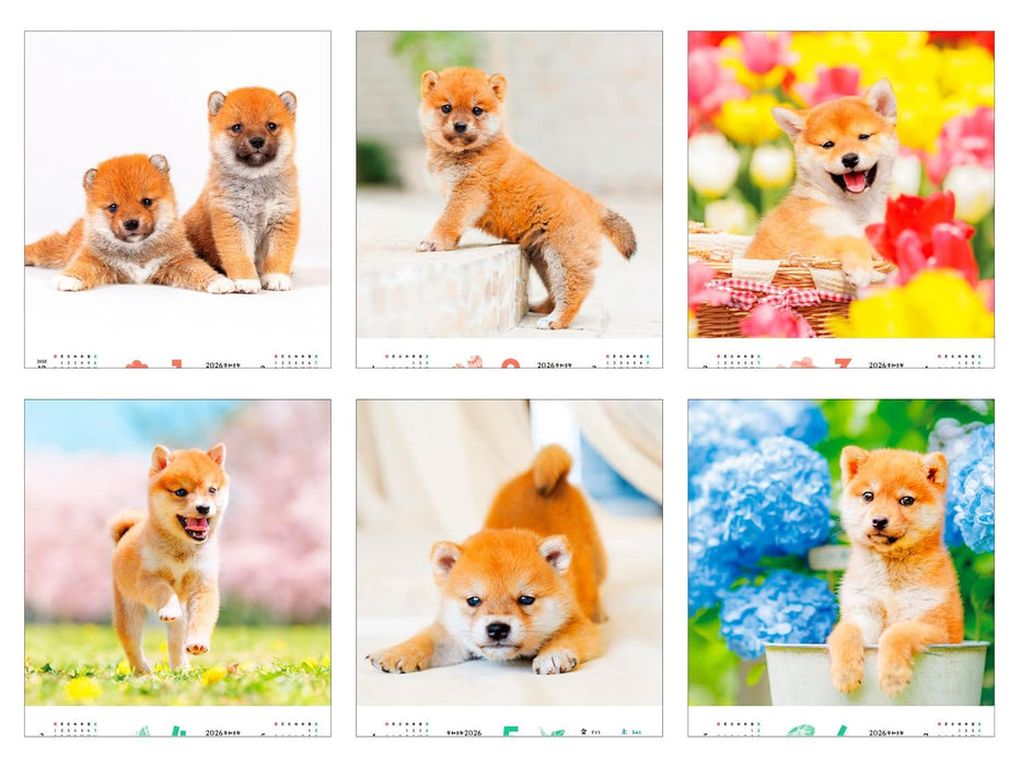 Calendar 2026 Fukufuku Shibainu (Monthly/Wall Calendar) (Impress Calendar 2026)