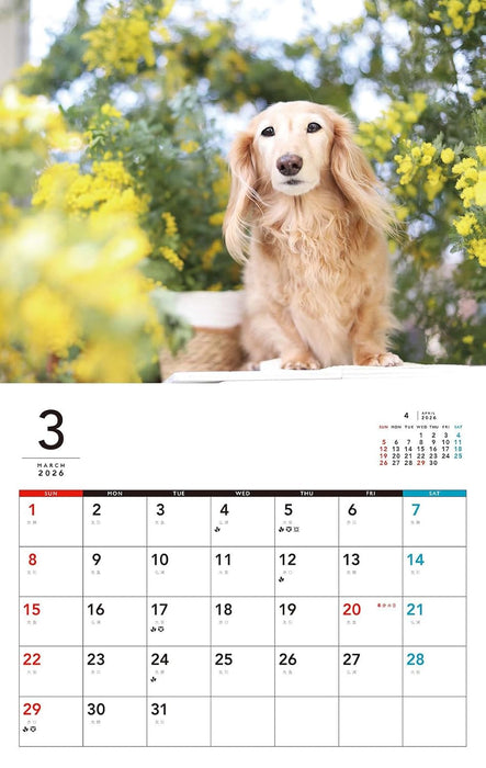 I LOVE Dachshund Calendar 2026 (Monthly/Wall Calendar)