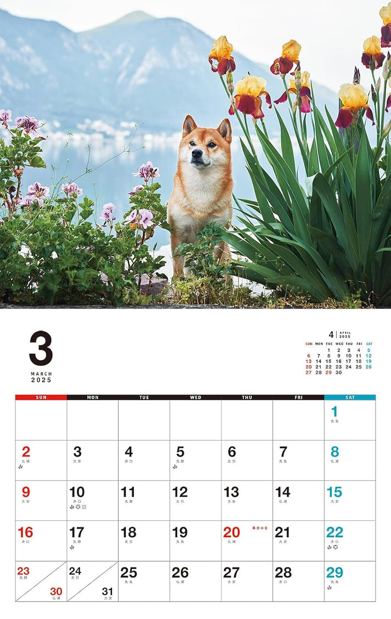 Honobono Shiba Calendar 2025 (Monthly/Wall Calendar)